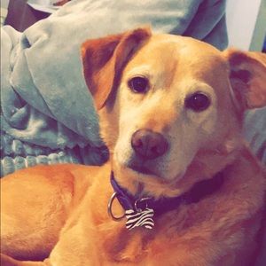 Meet your Posher, Lyndon